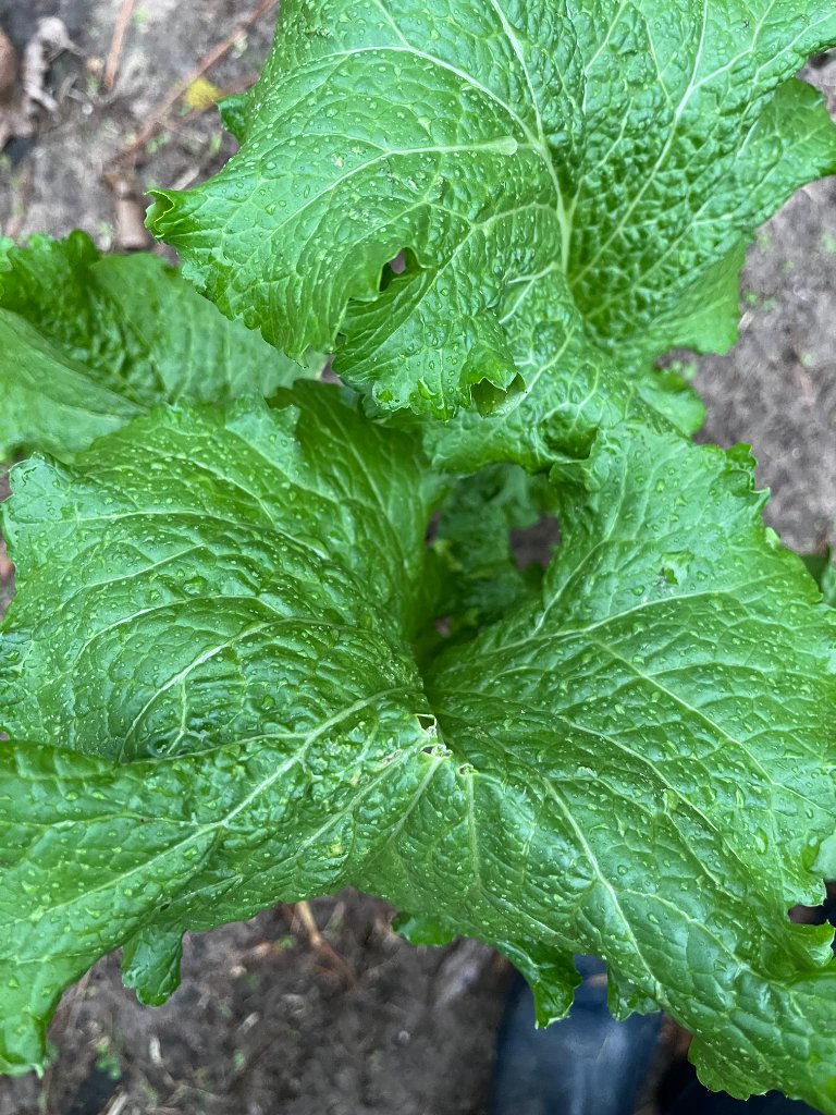 Bok choy in bloom