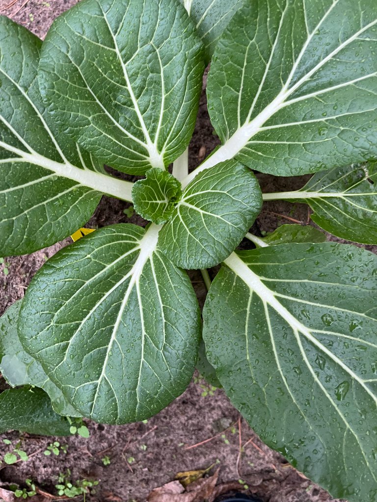Kale rows at dawn